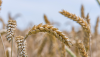 Kazakhstan sent wheat to Armenia for the first time within 30 years