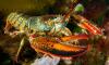 Urgent warning to seafood lovers as scientists discover dangerous microplastics in LOBSTERS