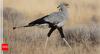 The bird that kills with a kick: How the ‘secretary bird’ is changing evolutionary science