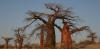 The secret life of baobabs: how bats and moths keep Africa’s giant trees alive