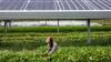 If The White House Won’t Save US Farmers, Agrivoltaics Will