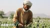 Afghan opium crop plummets after Taliban ban, UN survey finds