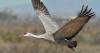 Watch sandhill cranes return to Whitewater Draw Wildlife Area in Arizona