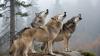Wolves Make a Comeback in Czechia After Years of Decline