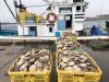 Japan resumes seafood exports to China after ban over Fukushima wastewater