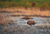 Science Chicago Tribune Muskrats fight invasive cattails and help restore biodiversity in Great Lakes wetlands, study finds