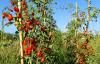 Science The Cool Down Researchers make shocking discovery after studying tomato plants only treated with natural fertilizers: 'We were fascinated by the idea ...'