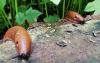 Spanish slug eggs in Estonia? Gardener says now's the time to act