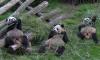 Giant panda Hao Hao in Belgium to return to China next month for medical treatment