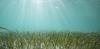 Seashells from centuries ago show that seagrass meadows on Florida’s Nature Coast are thriving