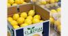 Unusually high prices for Egyptian lemons