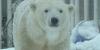 ‘Hits home,’ Alaska Zoo Polar Bear brings to life struggles animals face in the Arctic