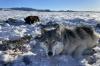 With third wolf reintroduction on horizon, Colorado ranchers fear state is unprepared deal with it