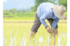 Rice production in Guyana continues to soar