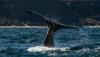 Science The Cool Down Scientists issue warning after observing concerning change in whale behavior: 'Inseparable'