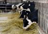 Danish Cows Sickened by Mandated Methane Inhibitor