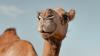 Science ScienceAlert A Unique Protein in Camels And Llamas May Protect The Brain From Alzheimer's