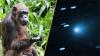 Science news this week: Thinking chimps and color-changing comets