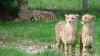 Eight cheetahs from Botswana set to arrive in India soon