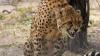 Another Batch Of 8 Cheetahs From Botswana To Arrive In India Soon
