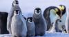 Quark helicopters passengers to Snow Hill Emperor penguin colony