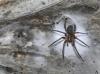 Largest Spider Web in Nature Found on Greek-Albanian Border