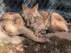 Coyote Couple, Science Adventures, More: Good News, Illinois