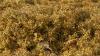 Science BGR What Is The Great Atlantic Sargassum Belt?