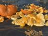 Columbia Center for Urban Agriculture host pumpkin smashing event
