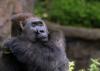 San Antonio Zoo mourns loss of Zola, gorilla set to join Congo Falls