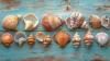 Collecting Seashells in Costa Rica Will No Longer Be Allowed