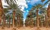 Egypt to Develop World’s Largest Palm Farm with 2.3 Million Trees in Toshka, Owaynat