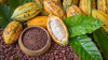 Ethiopia embarks on cocoa development drive to diversify agricultural exports 