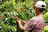 Colombia Launches ‘Umbral,’ a Heat-resistant Coffee Variety