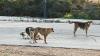 Rabies spike in N. Israel, from Syria and Lebanon