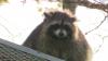 Furry foes: Caught between cuteness and chaos: Luxembourg's raccoon challenge