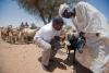 Rift Valley Fever outbreak kills 42, 400 cases in Mauritania, Senegal