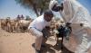Rift Valley fever cases in Senegal, Mauritania top 400