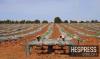 Morocco’s farmers brace for delayed rains as dry start threatens grain and olive yields