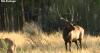 Chronic Wasting Disease impacts wildlife in Montana
