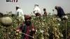 Afghanistan’s opium decline masks a dangerous rise in synthetic drug production