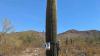 Scientist taps 'vibrations' to study saguaro cactuses