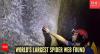 World's largest spider web housing 110,000 spiders found on Albania-Greek border, shocks researchers