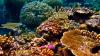 Great Barrier Reef May Partially Recover if Global Warming Is Kept Below 2C