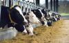 Danish farmers raise concerns about Bovaer