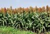 Brazil Sends First Sorghum Shipment to China in a Decade