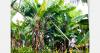 Costa Rican banana workers compensated after rights complaint