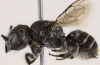 New 'lucifer' horned bee discovered by scientists in Western Australia
