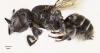 Scientists discover new "lucifer" bee with devil-like horns