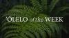 Hawaiian Word of the Week: Waiho